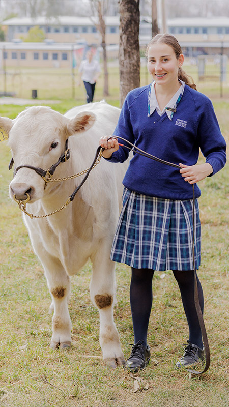 Caroline Chisholm Catholic College Glenmore Park student leading cow on leash