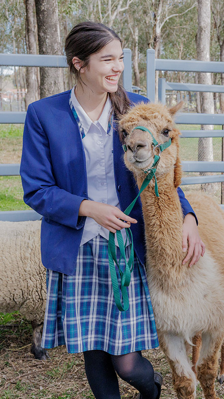 Caroline Chisholm Catholic College Glenmore Park students petting alpacas
