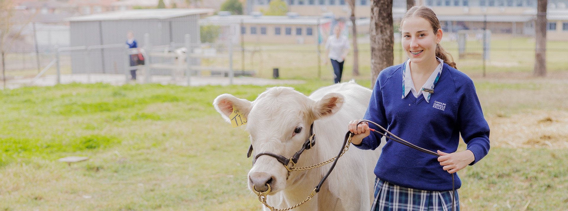 Caroline Chisholm Catholic College Glenmore Park student leading cow on leash