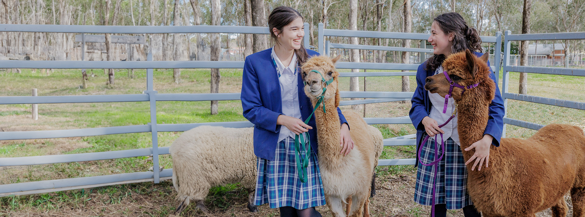 Caroline Chisholm Catholic College Glenmore Park students petting alpacas