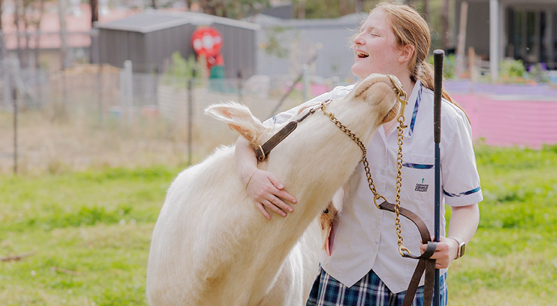 Caroline Chisholm Catholic College Glenmore Park student inside agriculture plot with cow