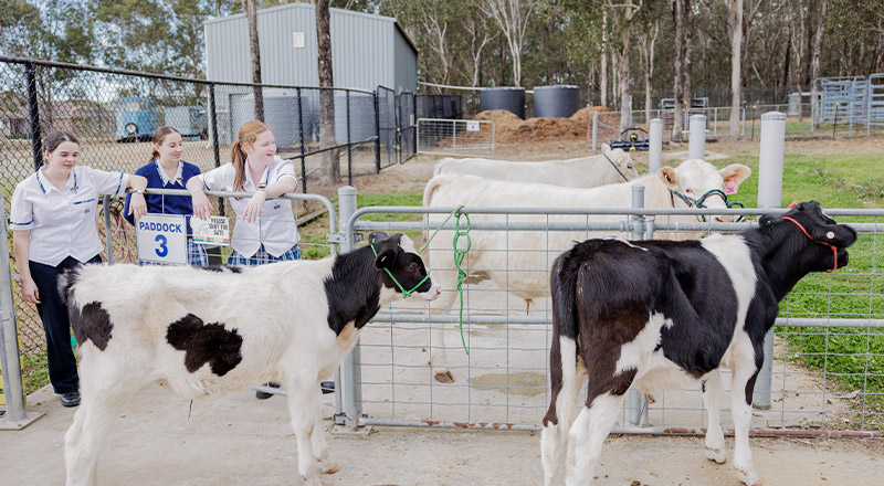 Caroline Chisholm Catholic College Glenmore Park students working in agriculture unit with cows