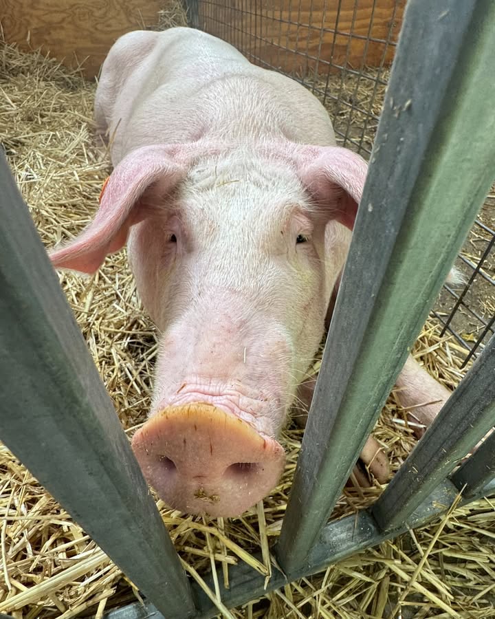 851986860269258_1538176974983573-1