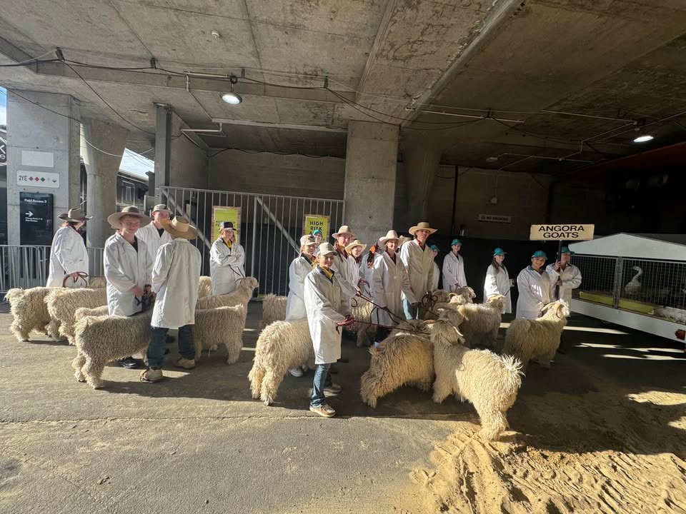 851986860269258_1540947628039841-1